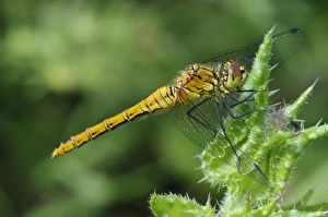 Odonata Prints: Ruddy Darter (Sympetrum sanguineum) adult female