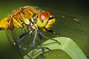 Ruddy Darter (Sympetrum sanguineum) adult female, close-up of head and thorax, resting on reed leaf
