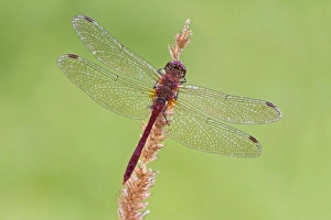 Ruddy Darter (Sympetrum sanguineum) adult male, resting on grass seedhead, Leicestershire, England, September