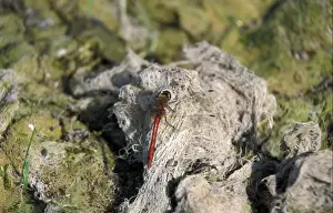 Dragon Flies Prints: Ruddy Darter (Sympetrum sanguineum) Male - Cornard Mere - Suffolk Wildlife Trust