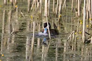 Displays Prints: Ruddy Duck (Oxyura jamaicensis jamaicensis) adult male