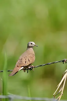 Dove Prints: Ruddy Ground-dove (Columbina talpacoti rufipennis) adult
