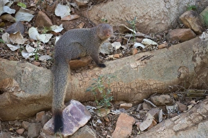 Rajasthan Prints: Ruddy Mongoose (Herpestes smithii) adult