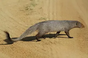 Track Prints: Ruddy Mongoose (Herpestes smithii zeylandicus) adult