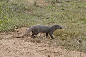 Ruddy Mongoose (Herpestes smithii zeylandicus) adult, walking on ground, Udalawawe N. P. Sri Lanka, February