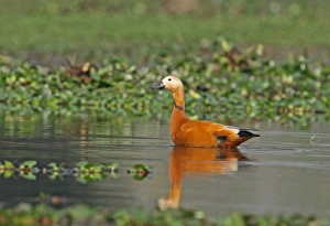 Drakes Prints: Ruddy Shelduck (Tadorna ferruginea) adult male