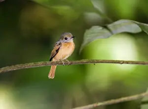 Fly Catcher Prints: Ruddy-tailed Flycatcher (Terenotriccus erythrurus fulvigularis) adult