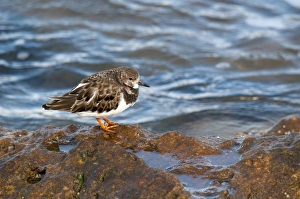 Ruddy Turnstone (Arenaria interpres) adult, non-breeding plumage, standing on rocks at coast, Hopeman, Morayshire