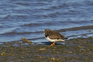 Ring Prints: Ruddy Turnstone (Arenaria interpres) adult
