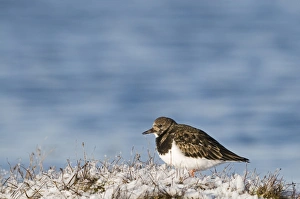 Ruddy Turnstone (Arenaria interpres) adult, winter plumage, standing in snow, Salthouse, Norfolk, England, january