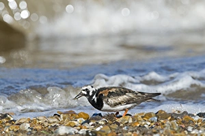 Ruddy Turnstone (Arenaria interpres) adult, breeding plumage, feeding on small crab prey, standing on shingle beach