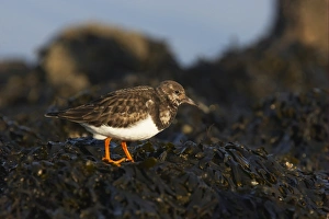 Ruddy Turnstone (Arenaria interpres) adult, winter plumage, foraging amongst seaweed at low tide, Whitstable, Kent, England