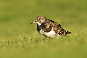 Ruddy Turnstone (Arenaria interpres) adult, winter plumage, foraging on lawn, Hunstanton, Norfolk, England, December