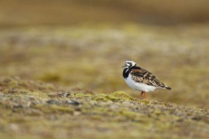Ruddy Turnstone (Arenaria interpres) adult, breeding plumage, standing in arctic tundra, Svalbard, June