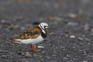 Ruddy Prints: Ruddy Turnstone (Arenaria interpres) adult male