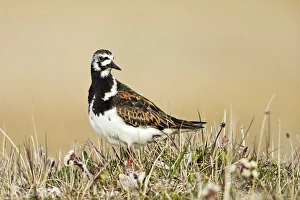 Ruddy Turnstone (Arenaria interpres) adult male, breeding plumage, standing on tundra, near Barrow, Alaska, U. S. A. June