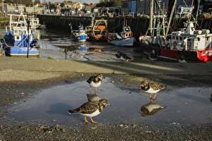Ruddy Turnstone (Arenaria interpres) adults, non-breeding plumage, standing in puddle on quay, Whitstable Harbour