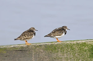 Ruddy Prints: Ruddy Turnstone (Arenaria interpres) two adults