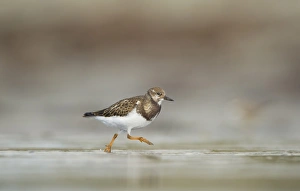 Ruddy Prints: Ruddy Turnstone (Arenaria interpres) immature