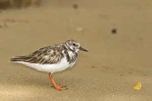 Lesser Antilles Prints: Ruddy Turnstone (Arenaria interpres morinella) adult