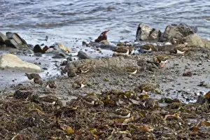 Ruddy Prints: Ruddy Turnstones flock feeding on seaweed covered beach, Jura, Scotland
