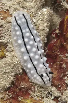 Javan Prints: Rudmans Phyllidiella Nudibranch (Phyllidiella rudmani) adult