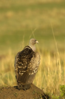 Rueppells Griffon Vulture (Gyps rueppellii) adult, standing on mound, Masai Mara, Kenya