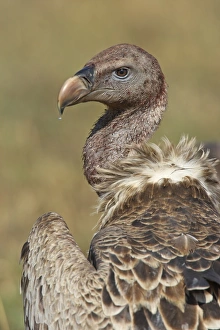 Rueppells Griffon Vulture (Gyps rueppellii) adult, close-up of head and neck, Masai Mara National Reserve, Kenya