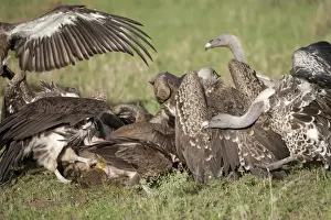 Serengeti Prints: Rueppells Griffon Vulture (Gyps rueppellii) adults