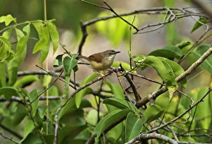 Rufescent Prinia (Prinia rufescens beavani) adult, perched on twig, Tmatboey, Cambodia, January