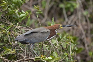 Tiger Herons Prints: Rufescent Tiger-heron (Tigrisoma lineatum) adult