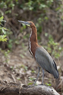 Rufescent Tiger-heron (Tigrisoma lineatum) adult, standing on branch, Pantanal, Mato Grosso, Brazil