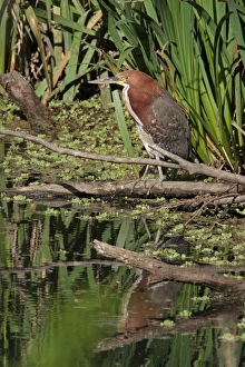 Rufescent Tiger-heron (Tigrisoma lineatum) adult, standing on fallen branch in wetland, Vicente Lopez, Buenos Aires Province, Argentina, september
