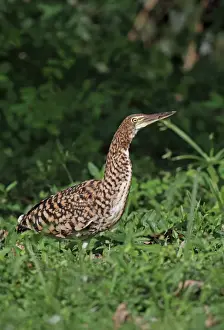 Rufescent Tiger-heron (Tigrisoma lineatum lineatum) immature, with insect prey in beak, foraging on damp ground