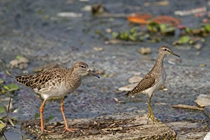 Environmental Prints: Ruff (Philomachus pugnax) adult female, and Wood Sandpiper (Tringa glareola) juvenile