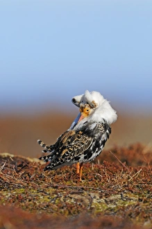 Ruffs Prints: Ruff (Philomachus pugnax) adult male