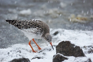 Ruff (Philomachus pugnax) adult male, winter plumage, foraging in snow at edge of ice during snowfall, Martin Mere, Lancashire, England, december