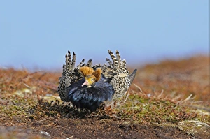 Ruff (Philomachus pugnax) adult male, breeding plumage, displaying at lek, Varanger, Norway, may