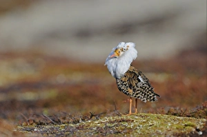 Ruff (Philomachus pugnax) adult male, breeding plumage, standing at lek, Varanger, Norway, may