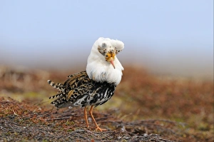 Ruff (Philomachus pugnax) adult male, breeding plumage, standing at lek, Varanger, Norway, may