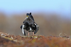 Ruff (Philomachus pugnax) adult male, breeding plumage, displaying at lek, Varanger, Norway, may