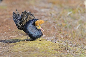 Ruff (Philomachus pugnax) adult male, breeding plumage, displaying at lek, Varanger, Norway, may