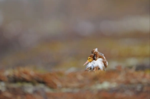Ruff (Philomachus pugnax) adult male, breeding plumage, standing at lek, Varanger, Norway, may