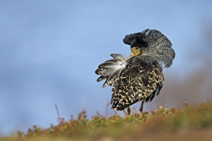 Ruff (Philomachus pugnax) adult male, breeding plumage, territorial form preening at lek, Varanger Peninsula, Finnmark