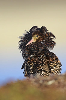 Ruff (Philomachus pugnax) adult male, breeding plumage, territorial form displaying at lek, Varanger Peninsula
