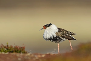 Ruff (Philomachus pugnax) adult male, breeding plumage, displaying at lek, Varanger Peninsula, Finnmark, Norway, May