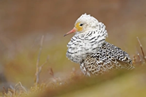 Ruff (Philomachus pugnax) adult male, breeding plumage, satellite form at lek, Varanger Peninsula, Finnmark, Norway