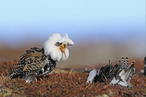 Ruffs Prints: Ruff (Philomachus pugnax) adult males