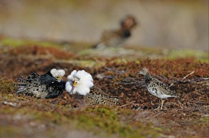 Ruff (Philomachus pugnax) adult males, breeding plumage, displaying to female at lek, Varanger, Norway, may