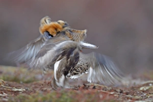 Ruff (Philomachus pugnax) two adult males, breeding plumage, territorial forms fighting at lek, blurred movement
